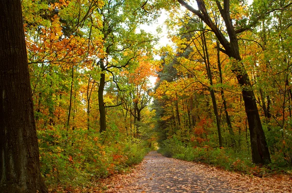 stock image Autumn road