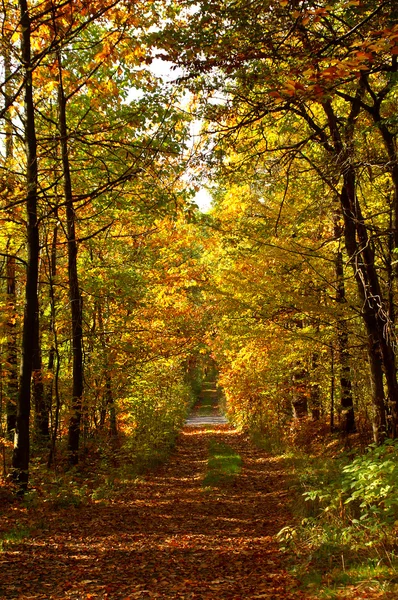 stock image Autumn road