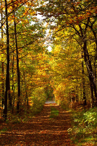 Colorful road through forest of the fall season.