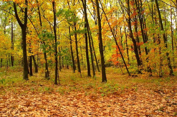 Autumn forest Stock Picture