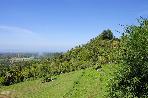 Bali 'de pirinç terası — Stok fotoğraf
