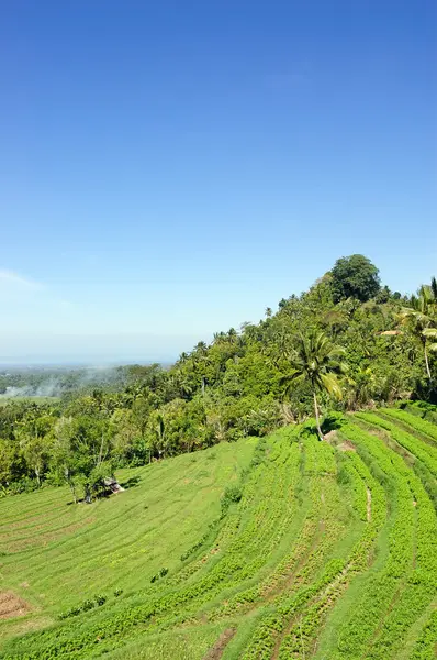 Reisterrasse auf Bali — Stockfoto