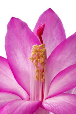 Pink flower in macro clipart