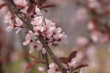 Pembe çiçek ve kırmızı yaprakları