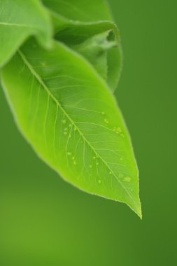 Apple leaf with aphid clipart