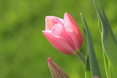 Pink tender tulip clipart