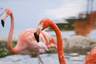 flamingo bir kaç