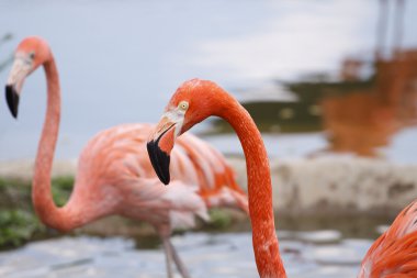Couple of flamingo clipart