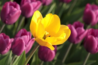 Open yellow tulip clipart