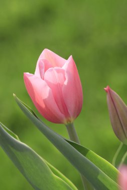 Pink tulip clipart