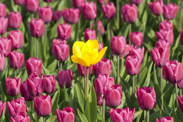 Gelbe Tulpe zwischen lila — Stockfoto