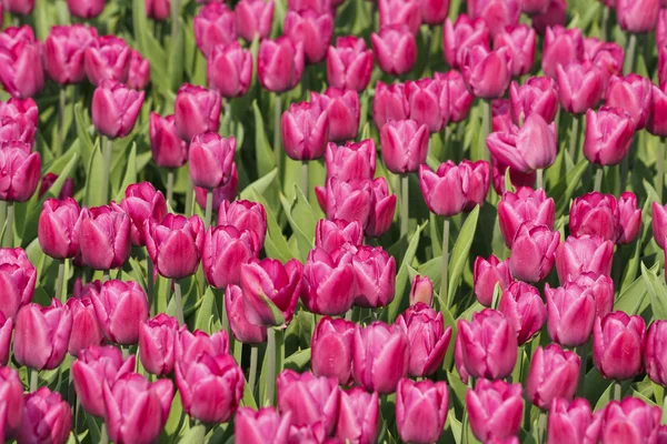 Glade de tulipas roxas — Fotografia de Stock