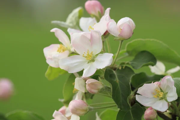 Apple flower in spring sunny day — Stock Photo, Image