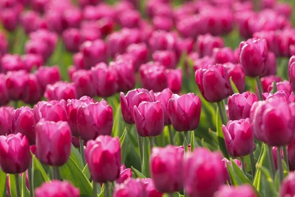 Bright pink tulips — Stock Photo, Image