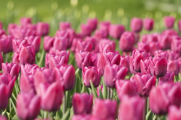Polana w tulipany — Zdjęcie stockowe