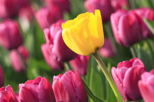 Tulipa amarela entre tulipas rosa — Fotografia de Stock