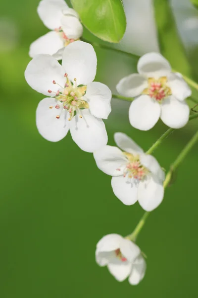 Fleurs de pommier — Photo