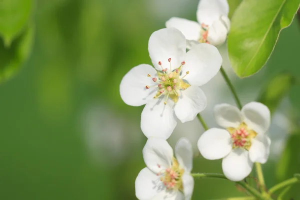 Witte bloemen en groene bladeren — Stockfoto
