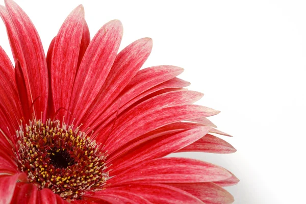 Gerbera