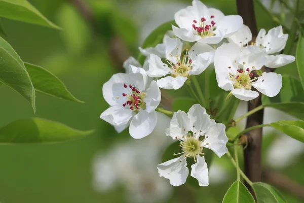 Tak van bloeiende appelboom — Stockfoto