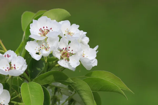 Witte bloemen van appelboom — Stockfoto