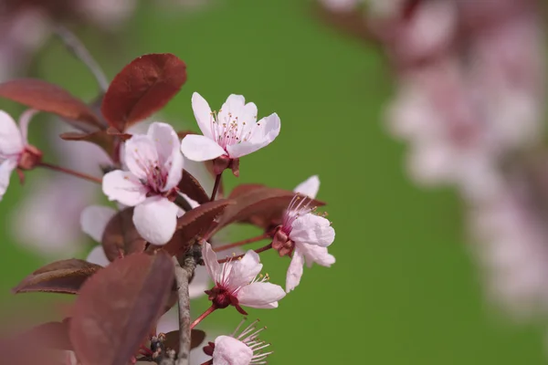 Branch of plum — Stock Photo, Image