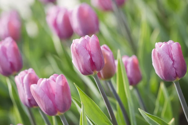 Tulipanes violetas — Foto de Stock