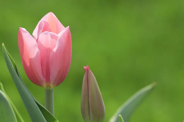 Pályázati rózsaszín tulipán — Stock Fotó