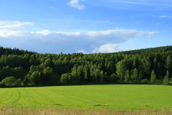 Зеленые луга и лес — стоковое фото