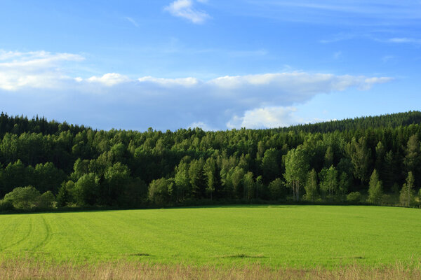 Green grassland and forest