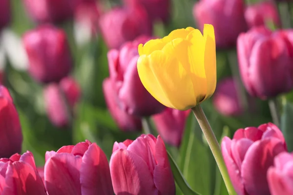 Sunny Tulipán fialový mýtině — Stock fotografie