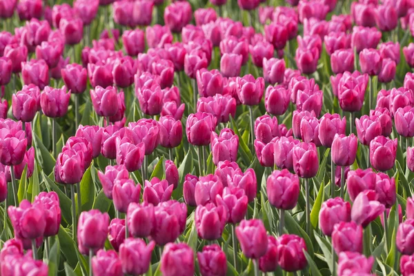 Polanie fioletowe tulipany — Zdjęcie stockowe