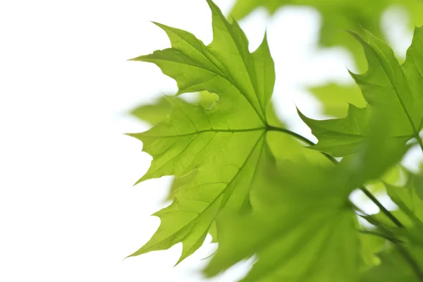 Green maples — Stock Photo, Image