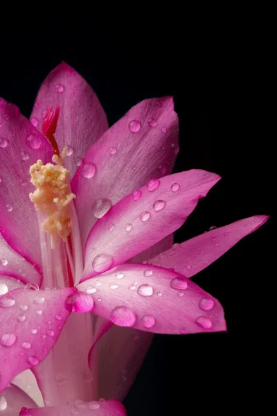 Pink flower of decembrist — Stock Photo, Image