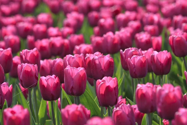 Glade de tulipas — Fotografia de Stock