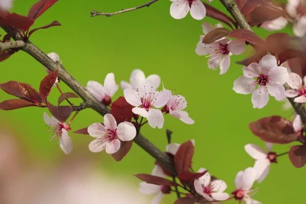 Tree branch with red pink flowers — Stock Photo, Image