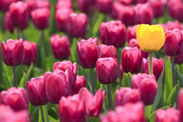 Fioletowe tulipany i żółty — Zdjęcie stockowe