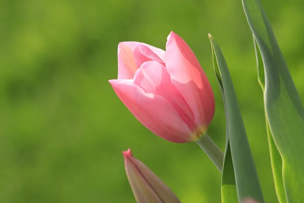 Růžový úhrady Tulipán — Stock fotografie