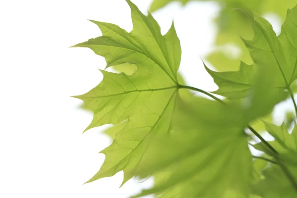 Maple green leaf — Stock Photo, Image