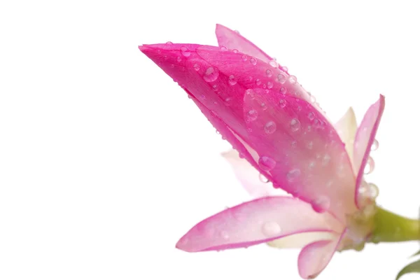 Бутон розового декабриста — стоковое фото