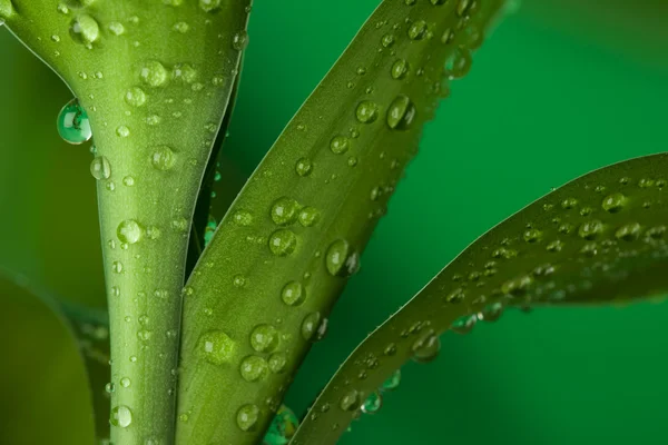 Leaves and drops — Stock Photo, Image