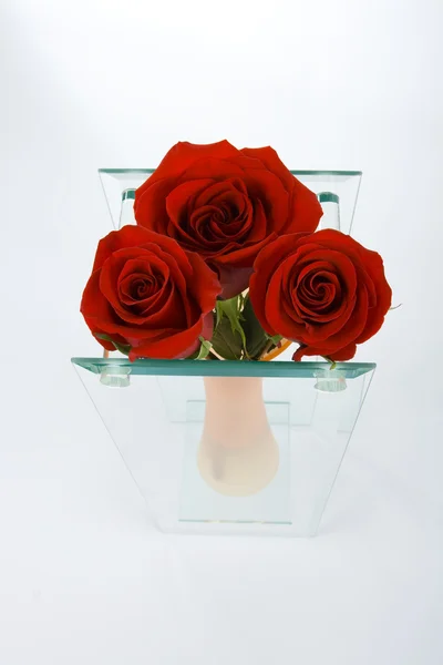 Bourgeon rouge de roses dans le vase — Photo