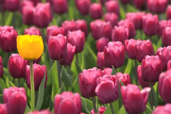 Glade de tulipanes violetas —  Fotos de Stock