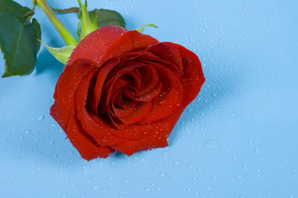 Μπουμπούκι κόκκινο τριαντάφυλλο — Φωτογραφία Αρχείου