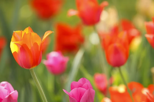 Червоні і жовті тюльпани — стокове фото