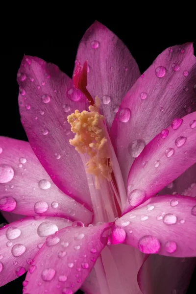 Квітка кактус — стокове фото