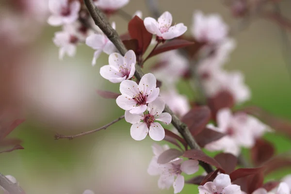 Chinese cherry twig — Stock Photo, Image