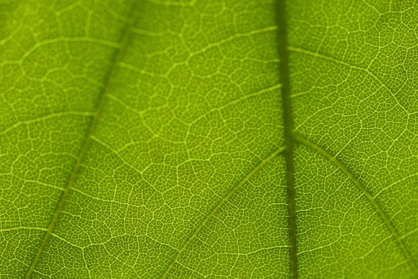葉のテクスチャ — ストック写真