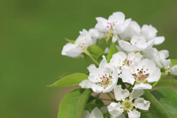 Flowering apple tree — Stock Photo, Image