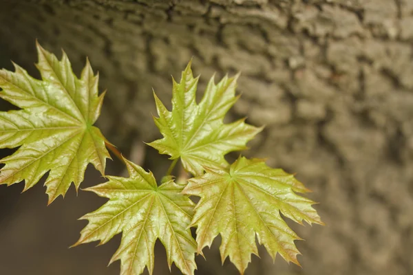 Leaves on the tree — Stock Photo, Image